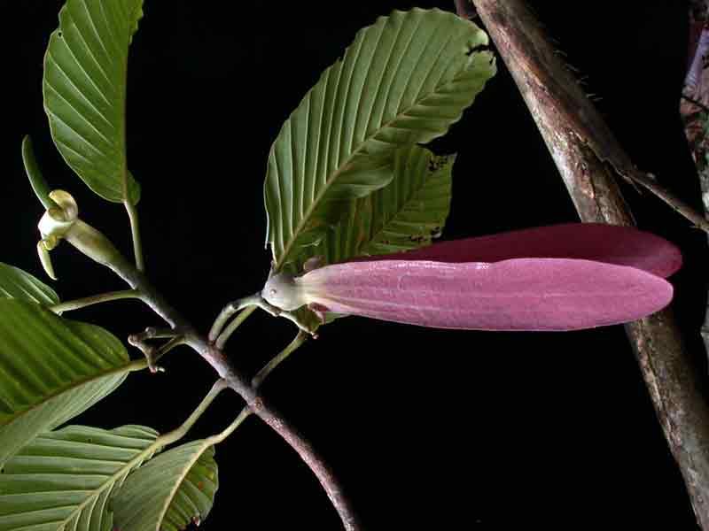 Dipterocarpus retusus